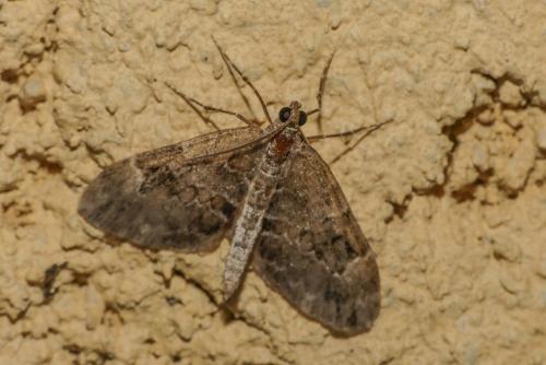 Thera britannica